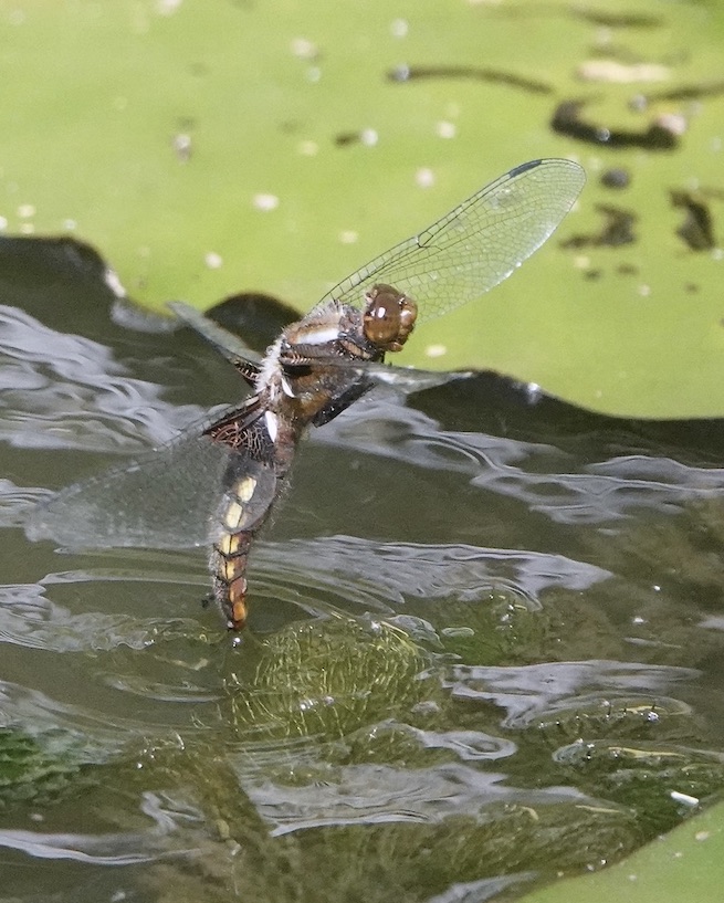 broad-bodied chaser